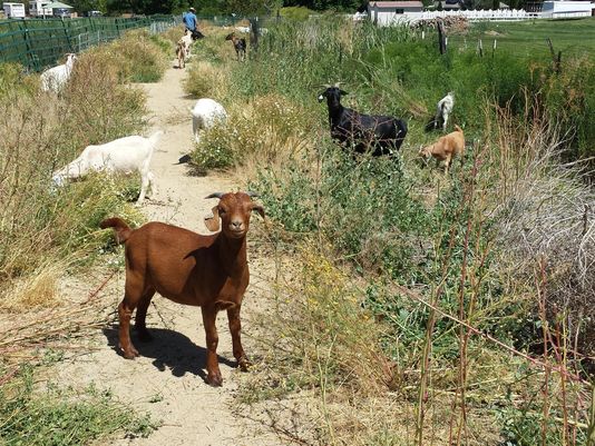 goats, grazing, anderson park, weeds